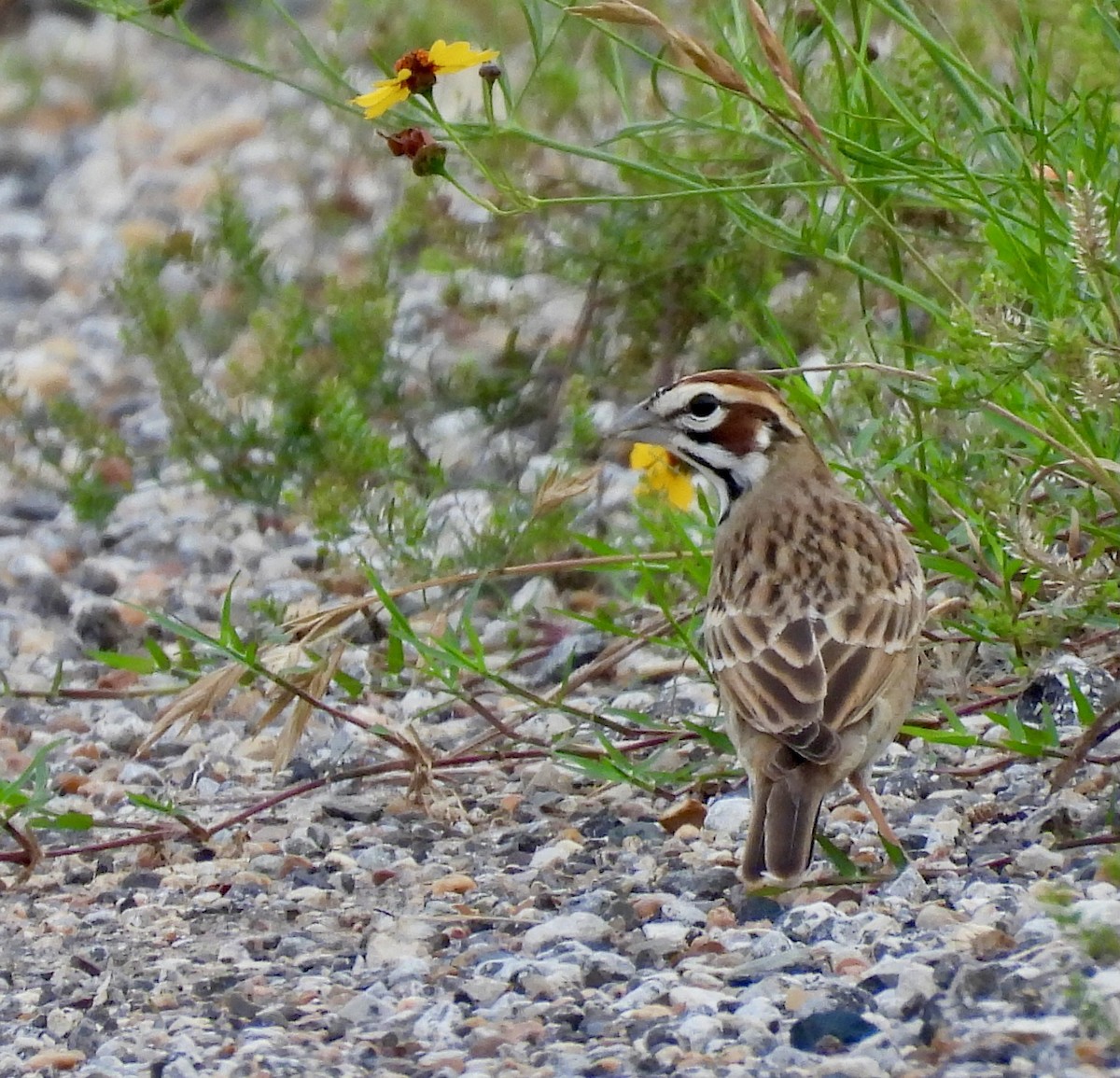 eBird Checklist 9 May 2024 John Paul Landing ParkEnvironmental