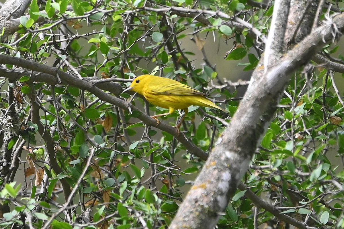 Yellow Warbler - ML618736984