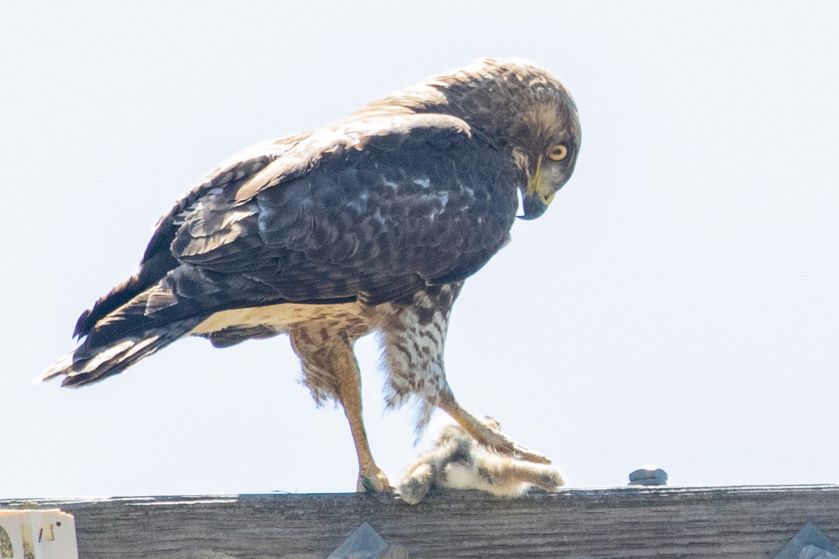 Red-tailed Hawk - ML618736985