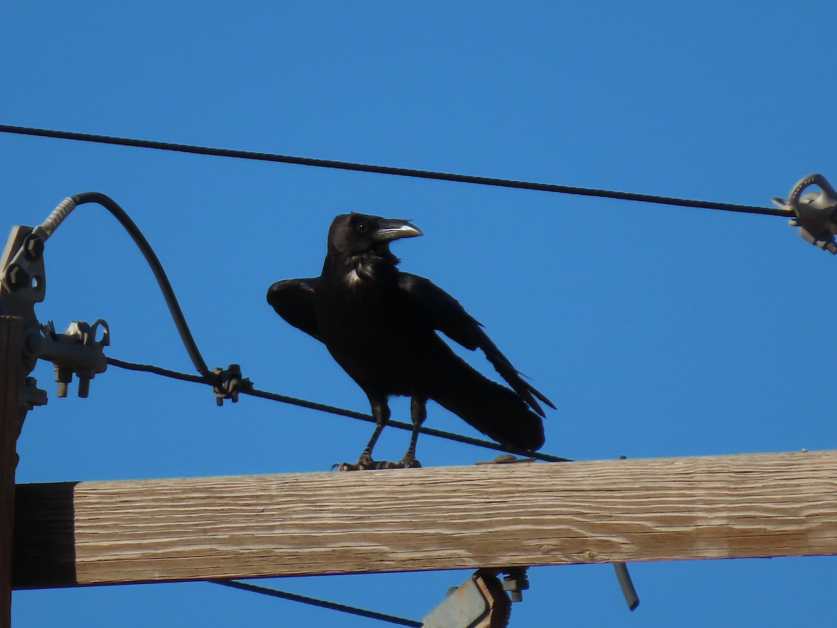 Chihuahuan Raven - ML618736989