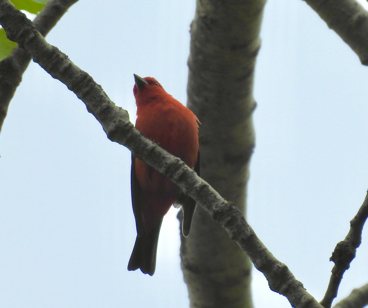 Scarlet Tanager - Nui Moreland