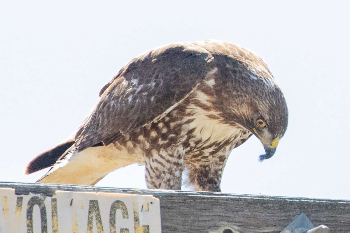 Red-tailed Hawk - ML618737029