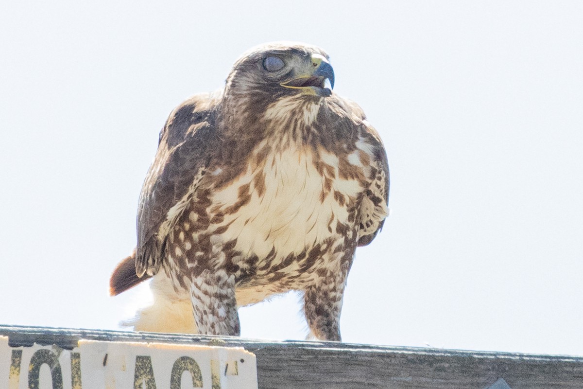 Red-tailed Hawk - ML618737032