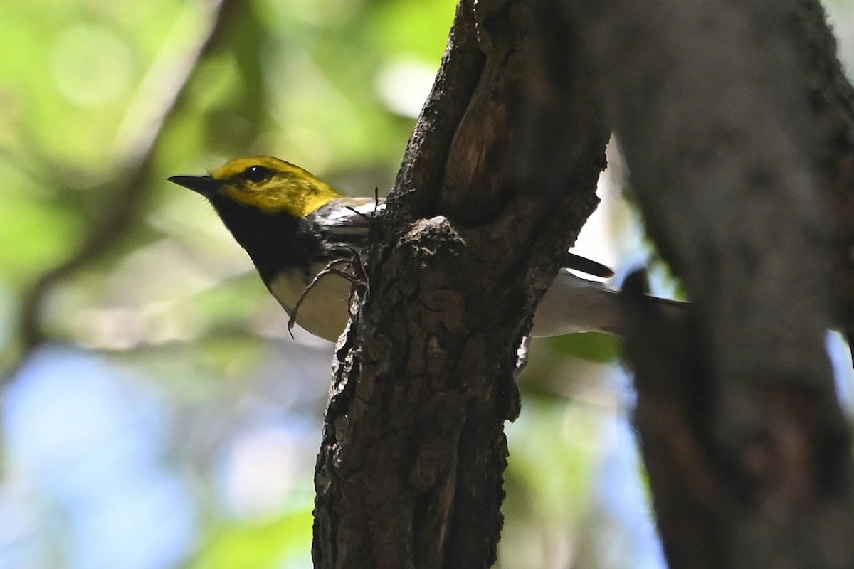 Black-throated Green Warbler - Troy Hibbitts