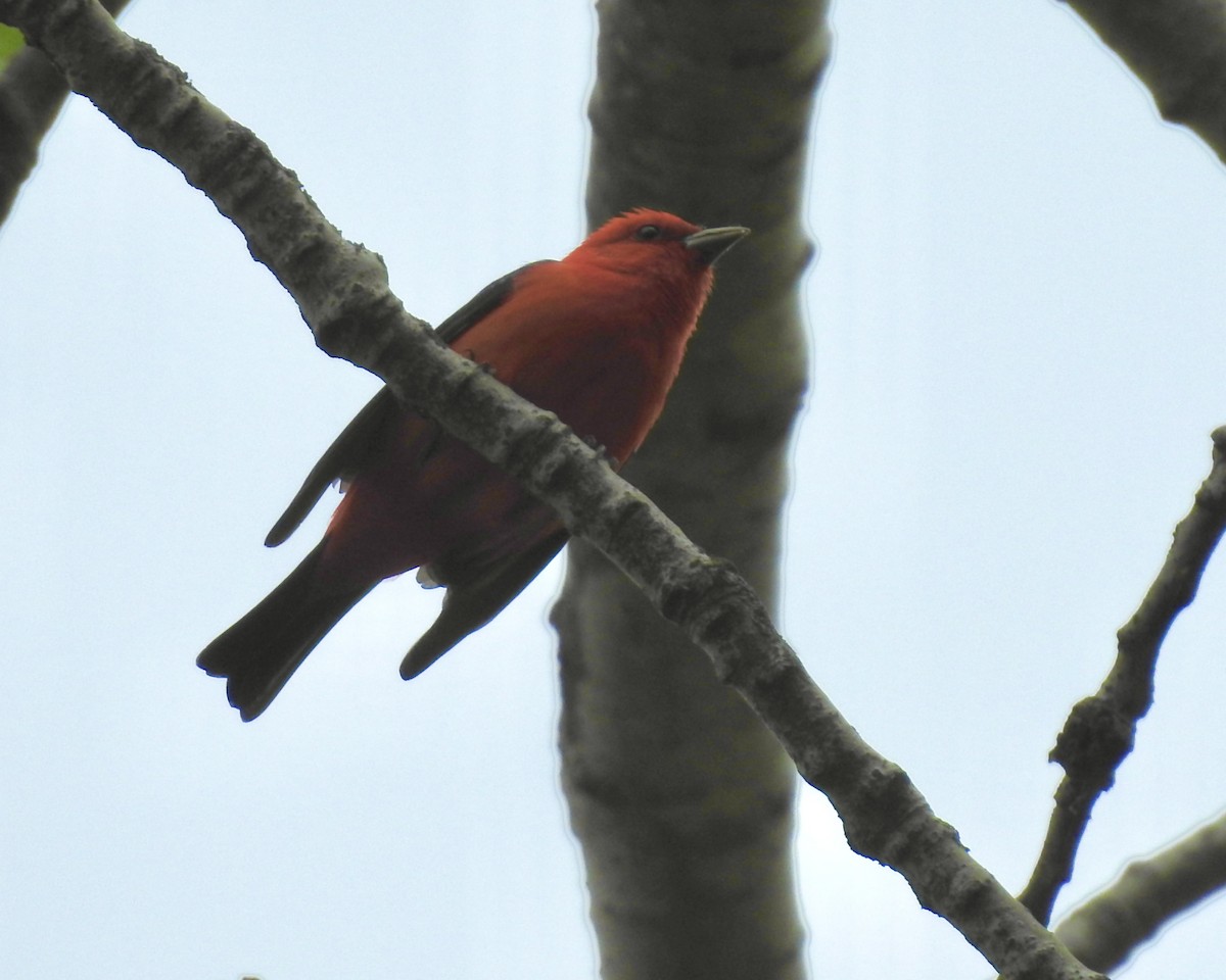 Scarlet Tanager - Nui Moreland