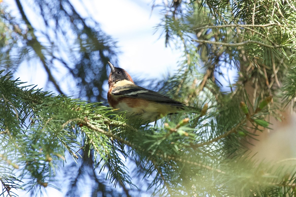 Bay-breasted Warbler - ML618737061