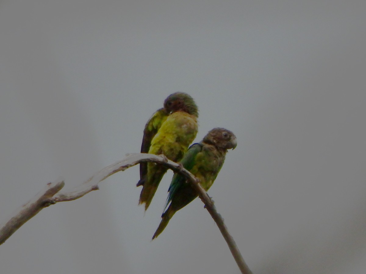 Brown-throated Parakeet - ML618737082