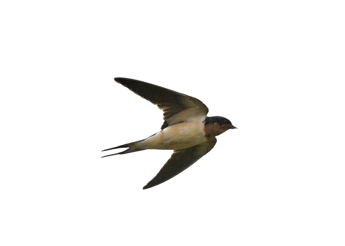 Barn Swallow - ML618737085