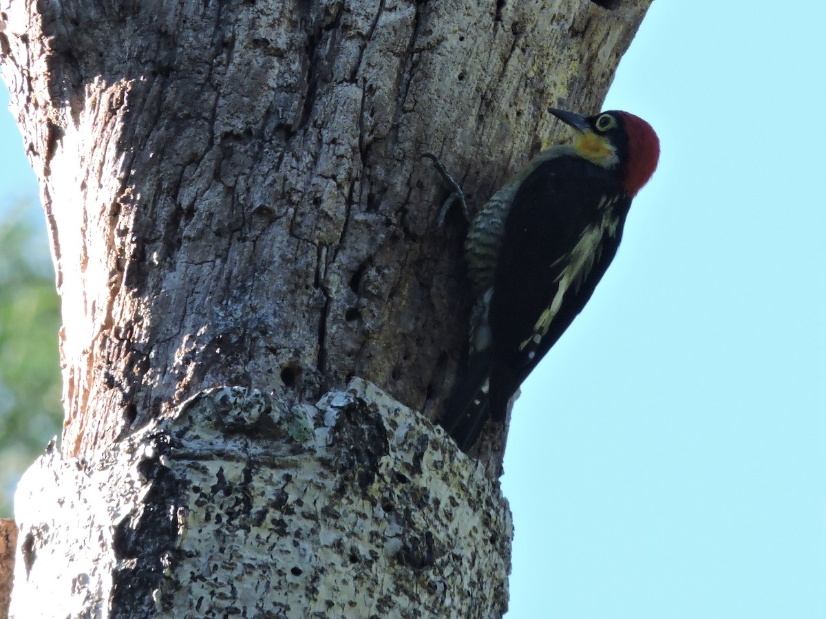 Yellow-fronted Woodpecker - ML618737090