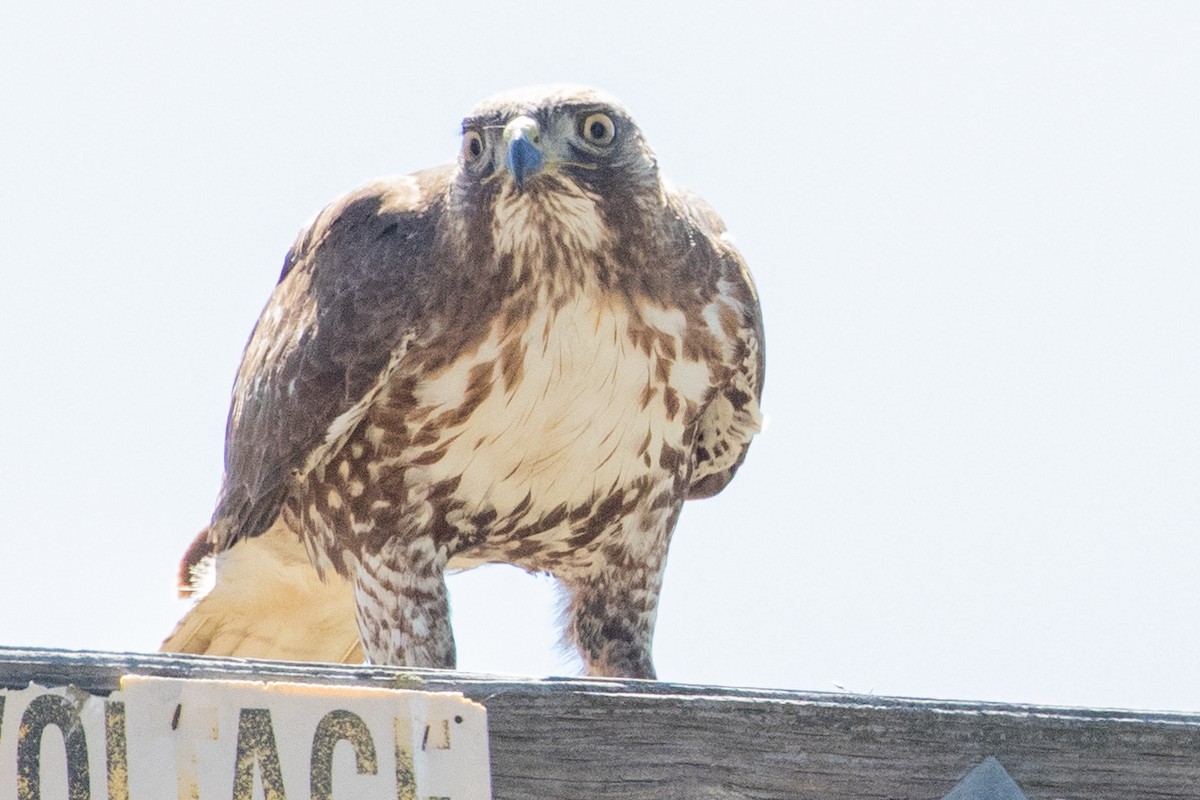 Red-tailed Hawk - ML618737094