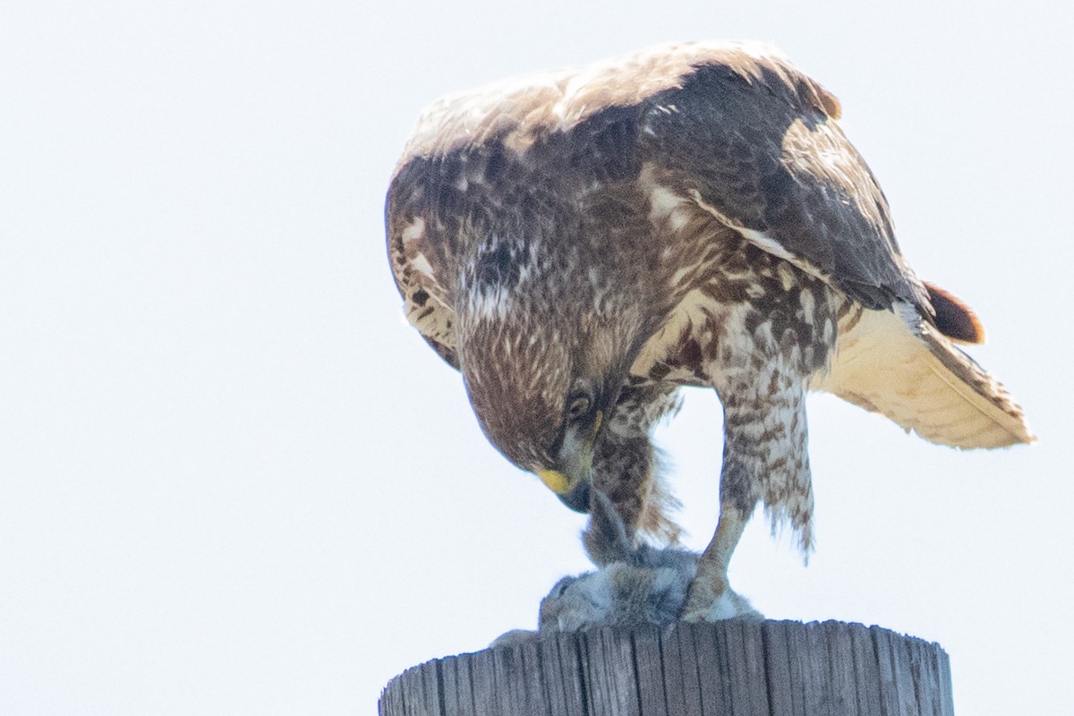Red-tailed Hawk - ML618737096