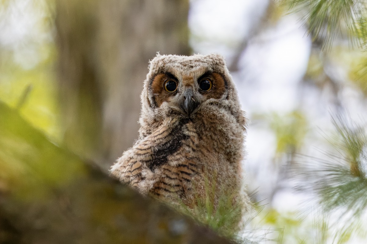 Great Horned Owl - ML618737110