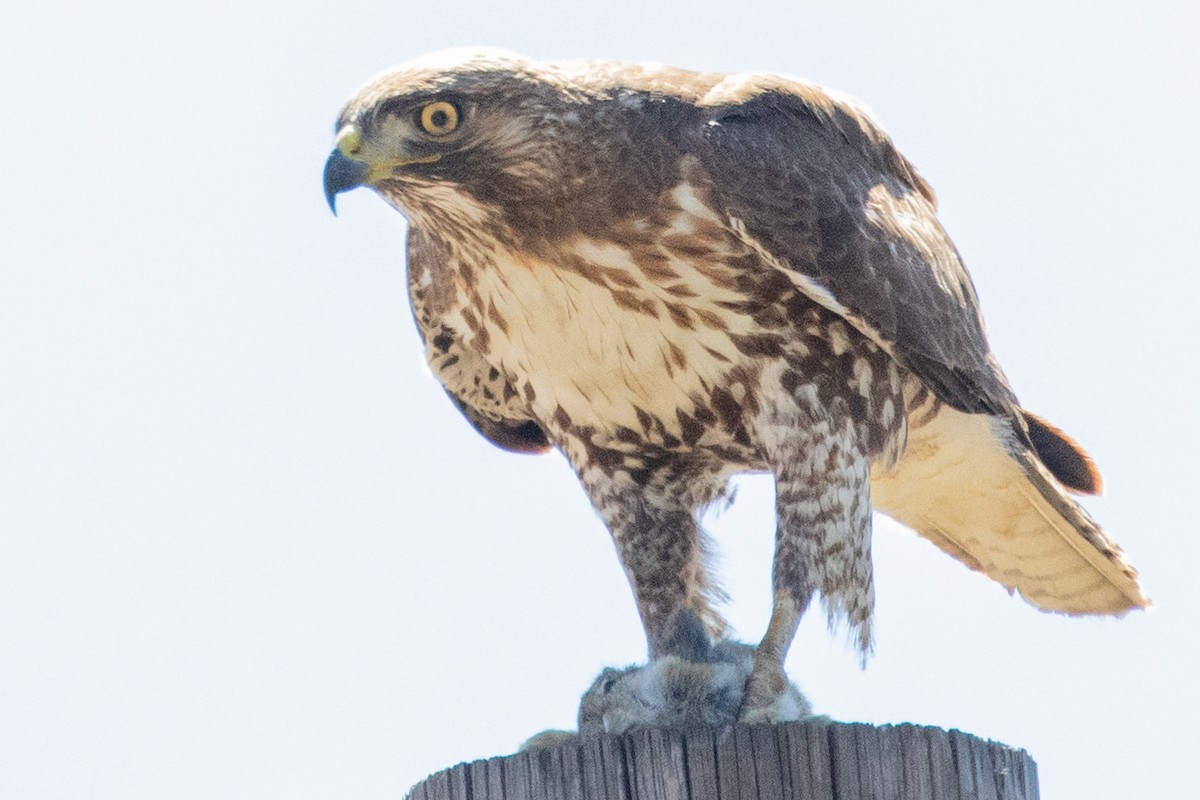 Red-tailed Hawk - ML618737131