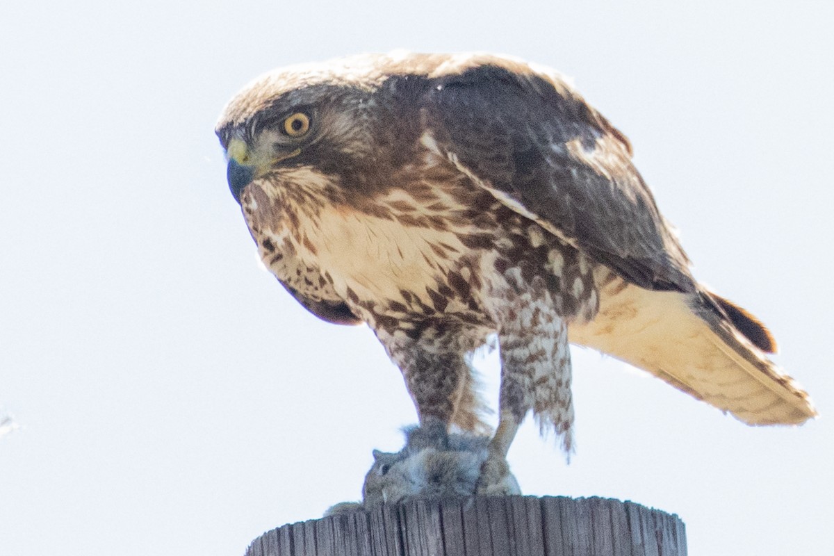 Red-tailed Hawk - ML618737133