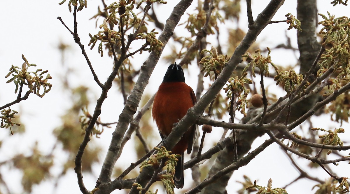 Orchard Oriole - ML618737143