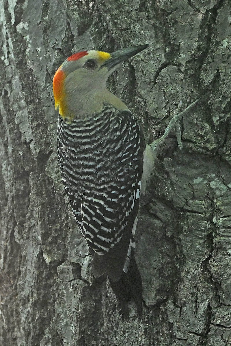 Golden-fronted Woodpecker - ML618737144