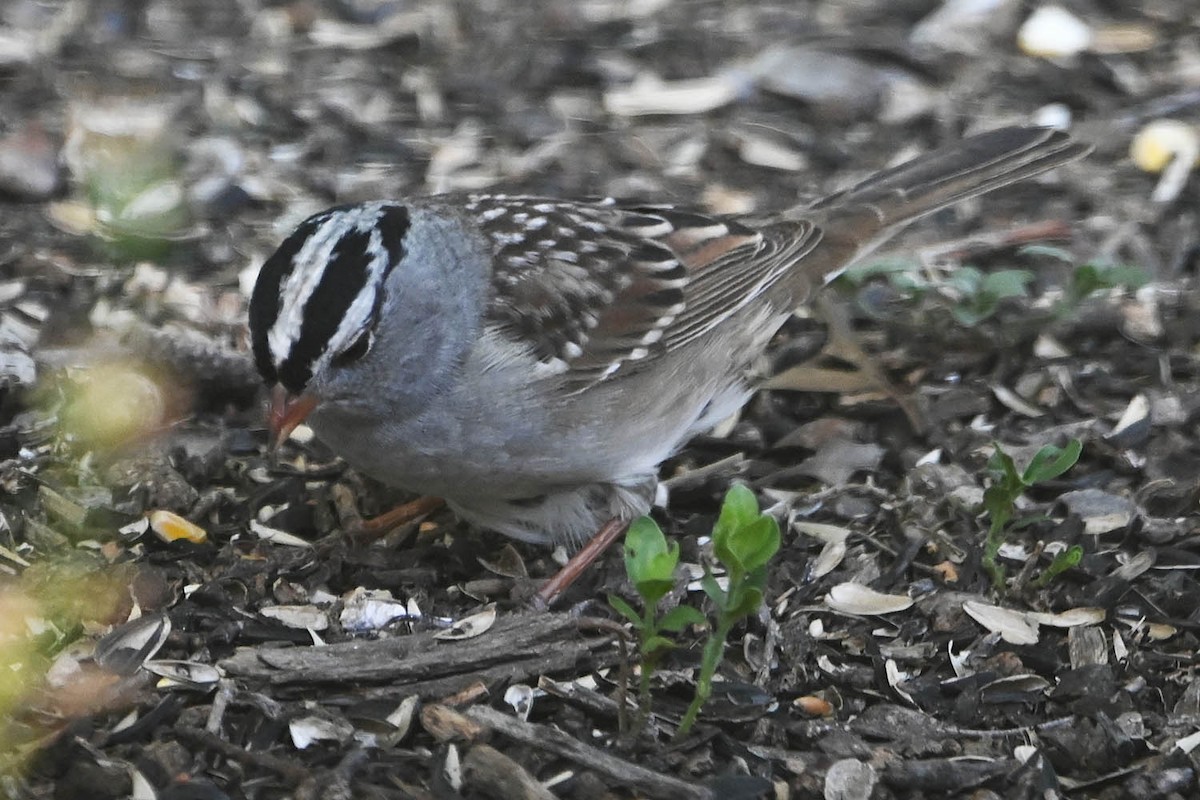 White-crowned Sparrow - ML618737149