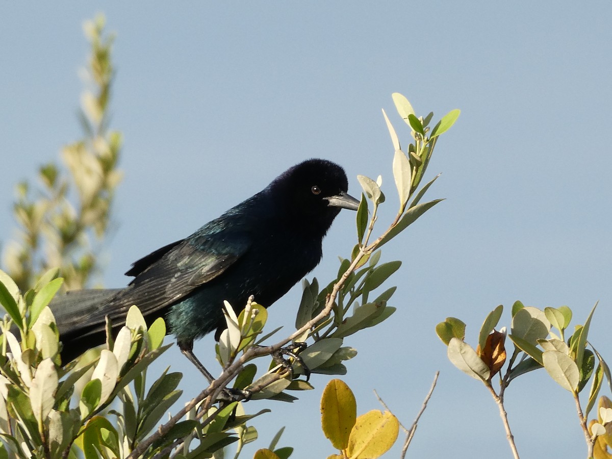 Boat-tailed Grackle - ML618737150