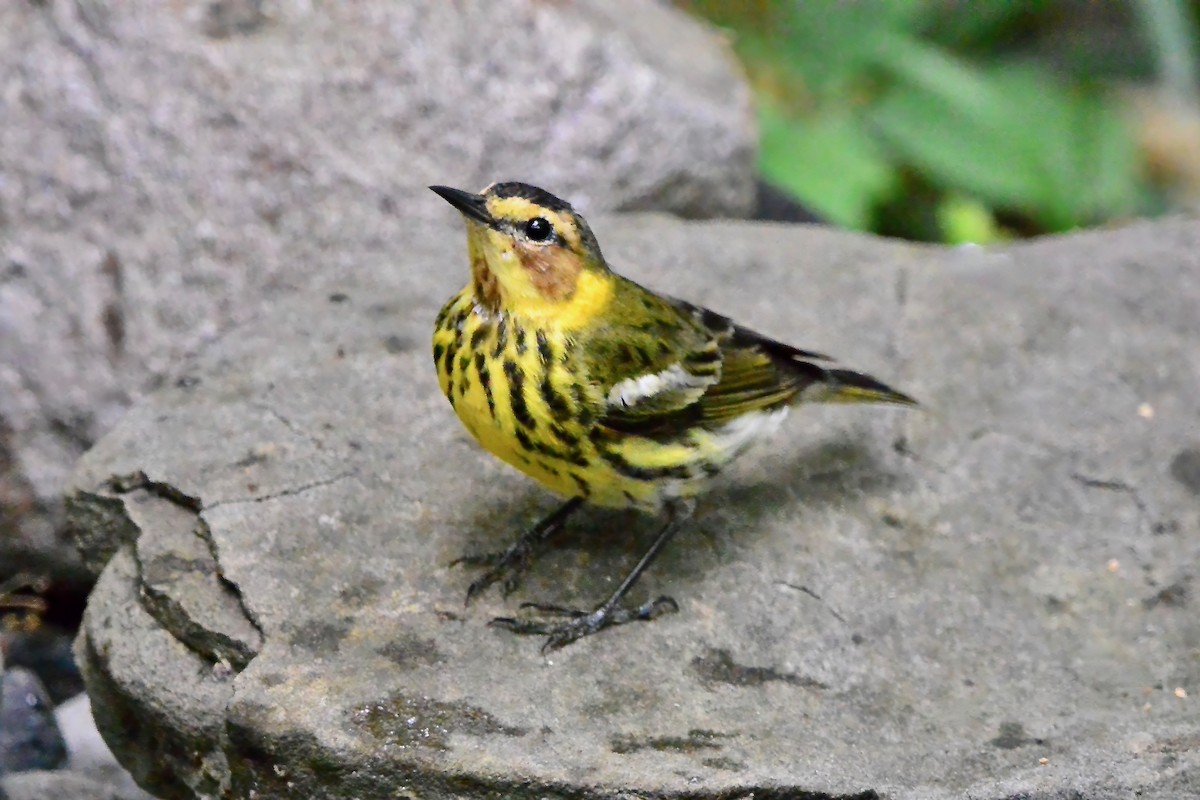 Cape May Warbler - ML618737152