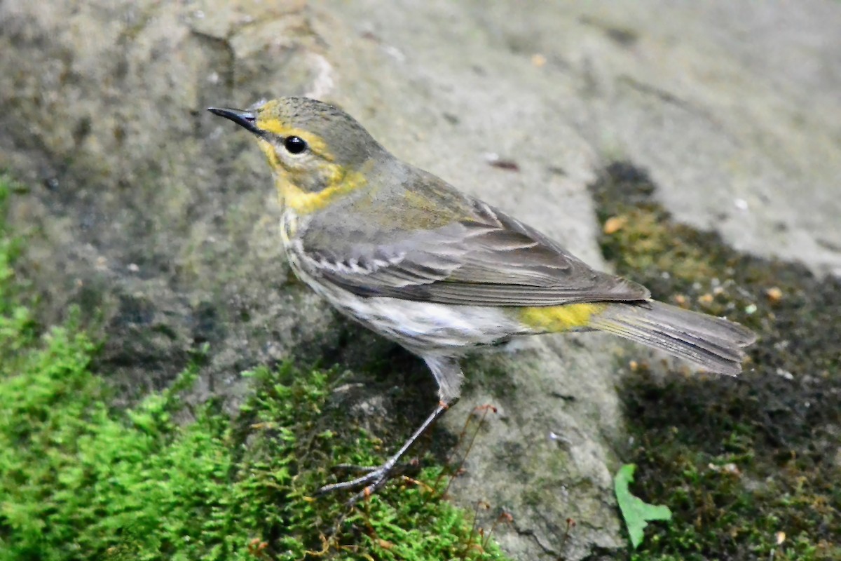 Cape May Warbler - ML618737153