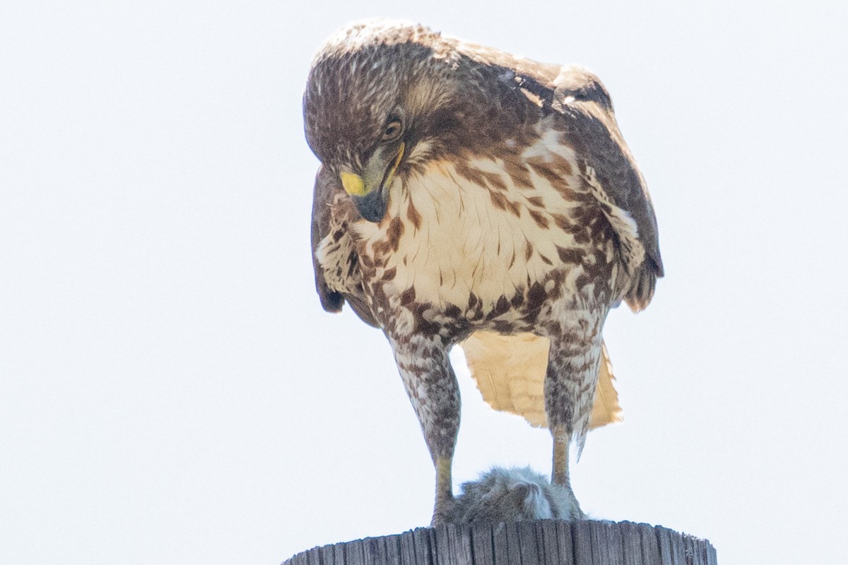 Red-tailed Hawk - ML618737159