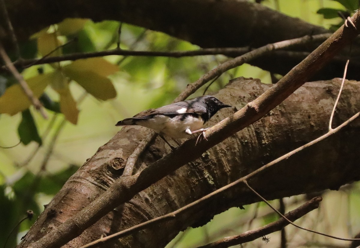 Black-throated Blue Warbler - ML618737164