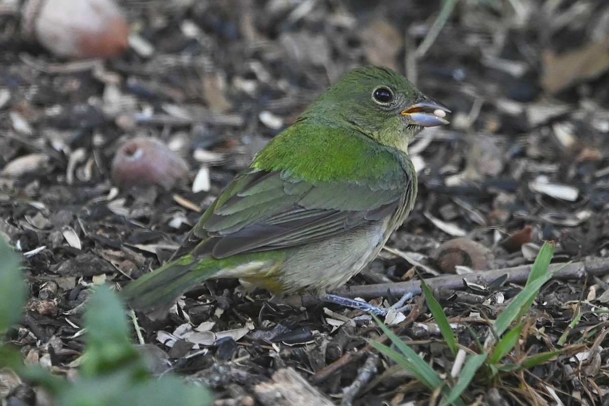 Painted Bunting - ML618737170
