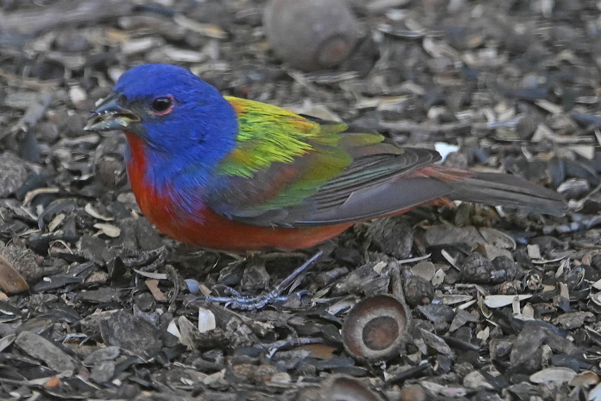 Painted Bunting - ML618737171