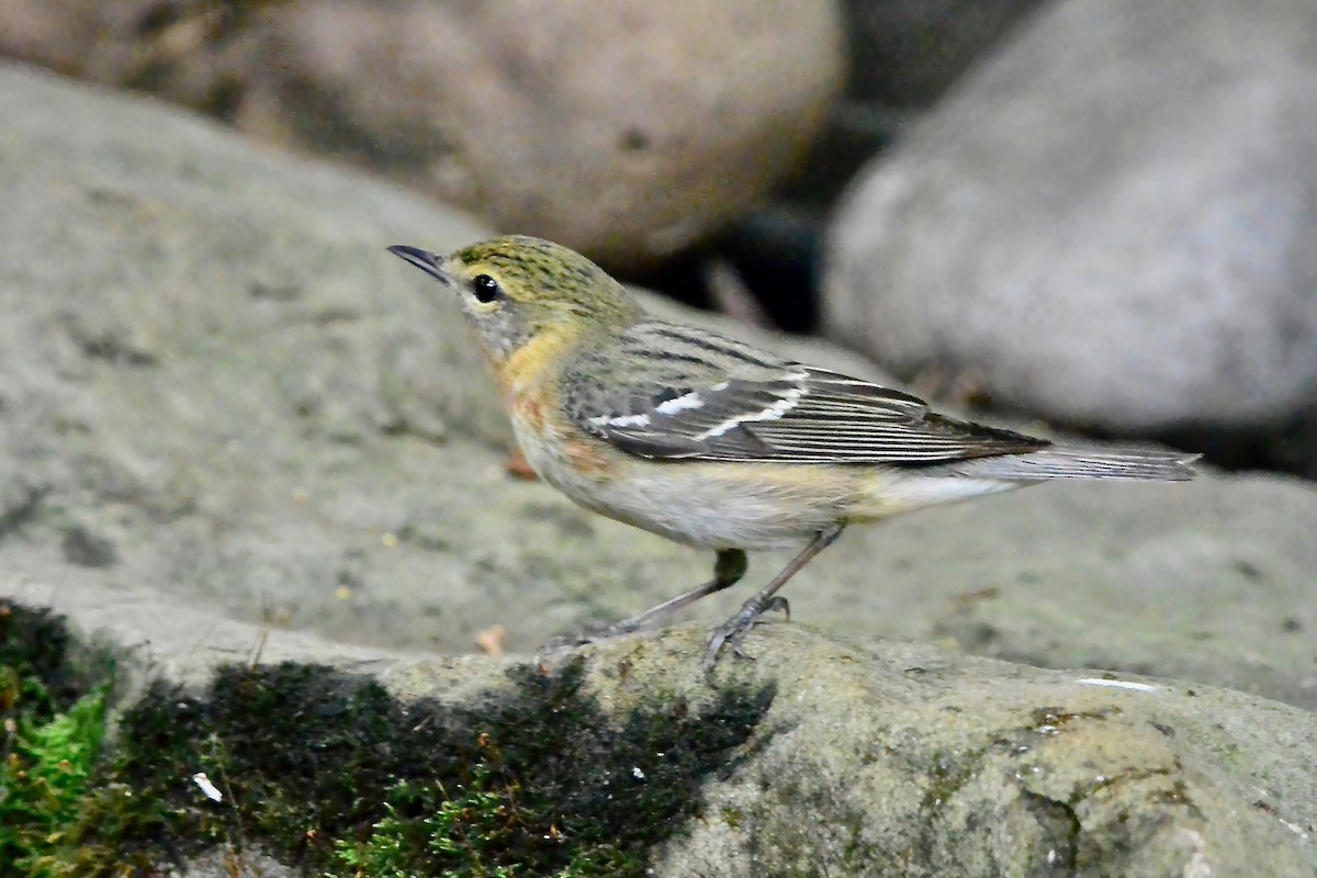 Bay-breasted Warbler - ML618737172