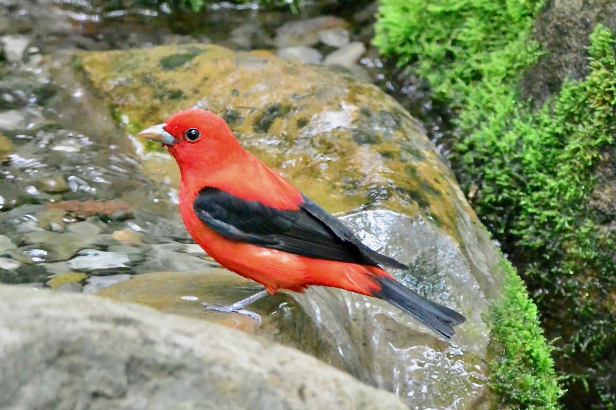 Scarlet Tanager - ML618737192