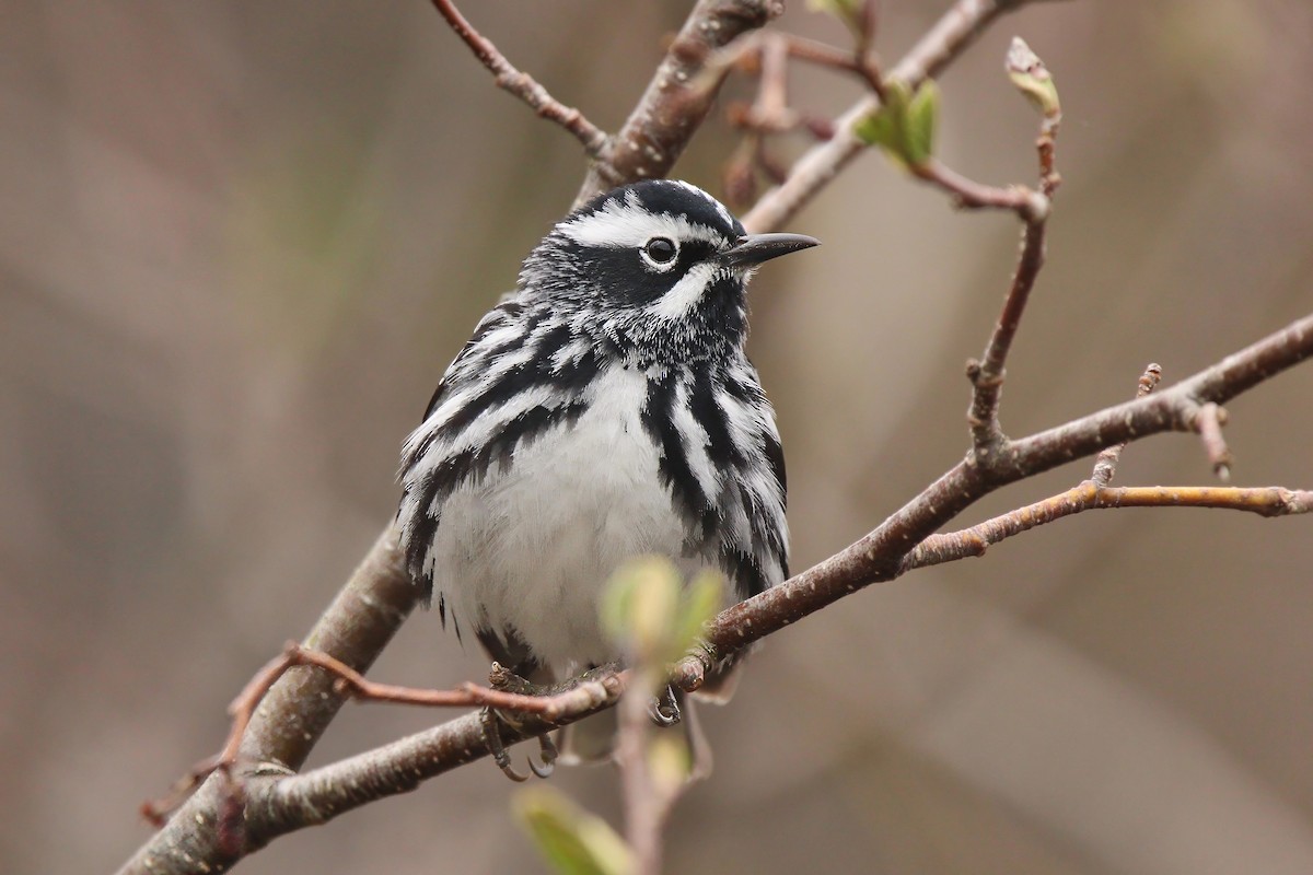 Black-and-white Warbler - ML618737196