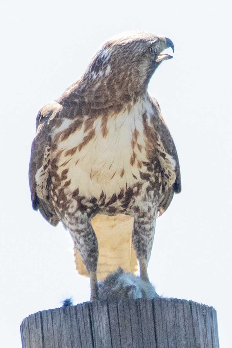 Red-tailed Hawk - ML618737197