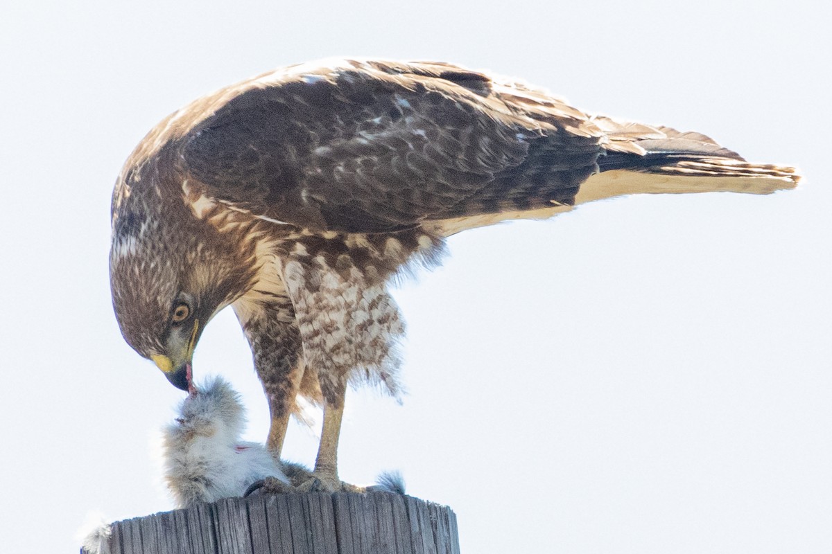 Red-tailed Hawk - Sue Wright