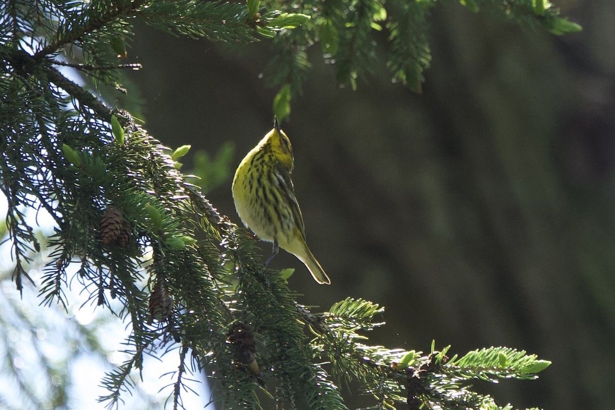 Cape May Warbler - ML618737211