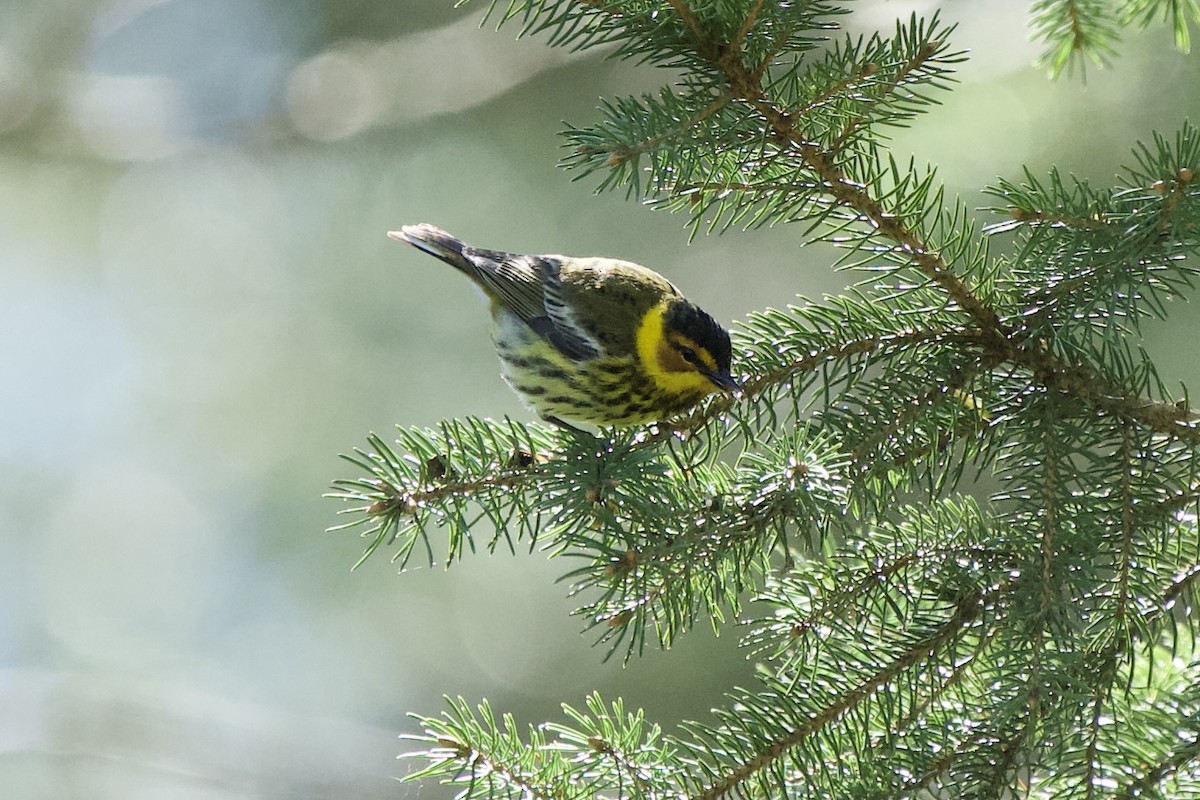 Cape May Warbler - Ian Jarvie