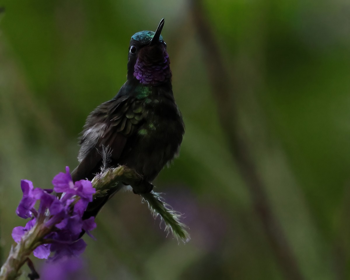 kolibřík fialovohrdlý - ML618737229
