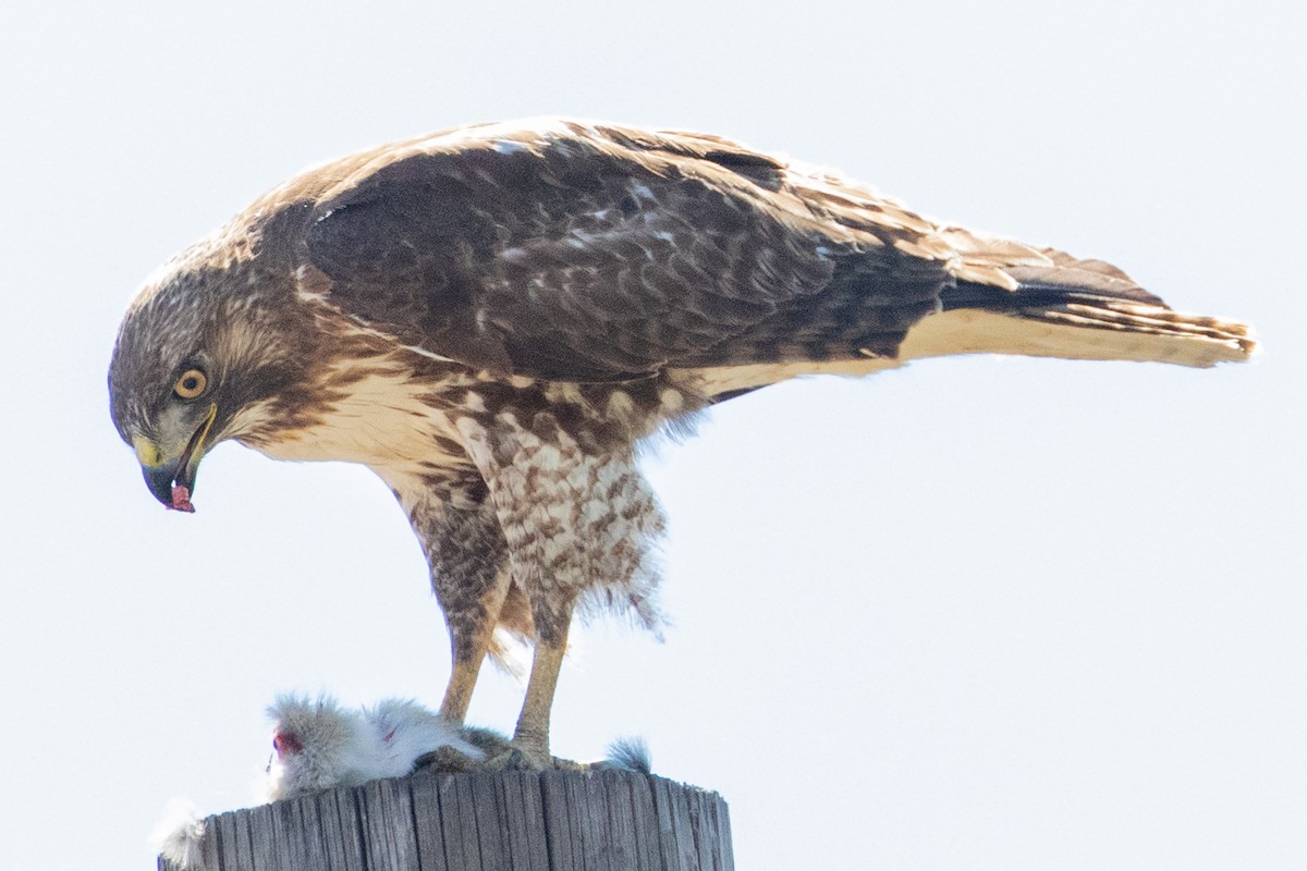 Red-tailed Hawk - ML618737232