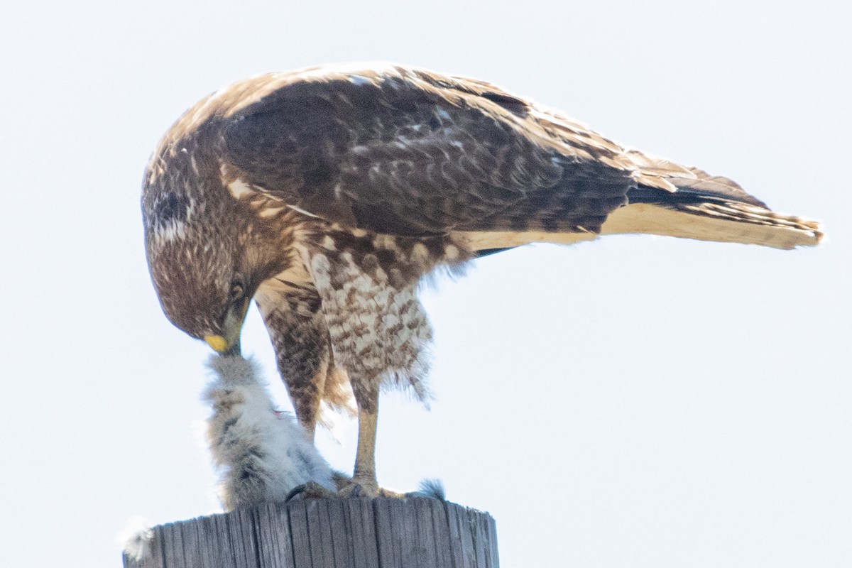 Red-tailed Hawk - ML618737239