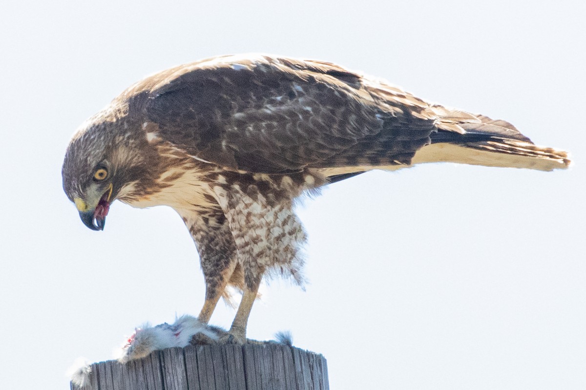 Red-tailed Hawk - ML618737242