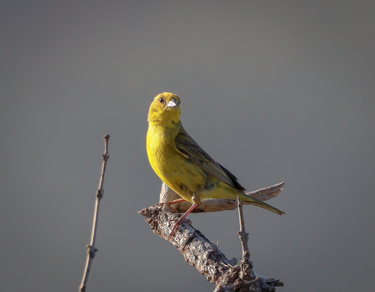 Stripe-tailed Yellow-Finch - Elby Anderson A Silva