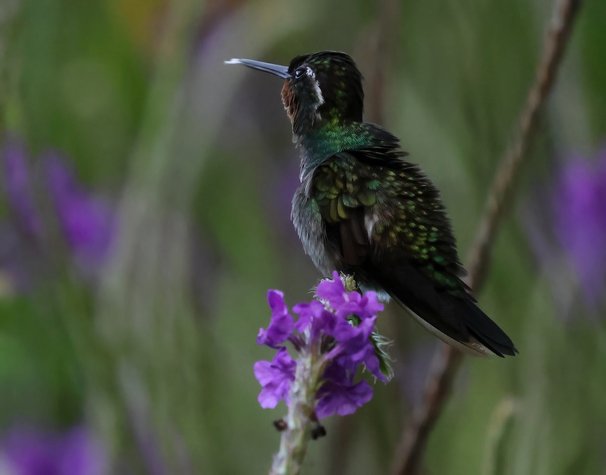 kolibřík fialovohrdlý - ML618737252