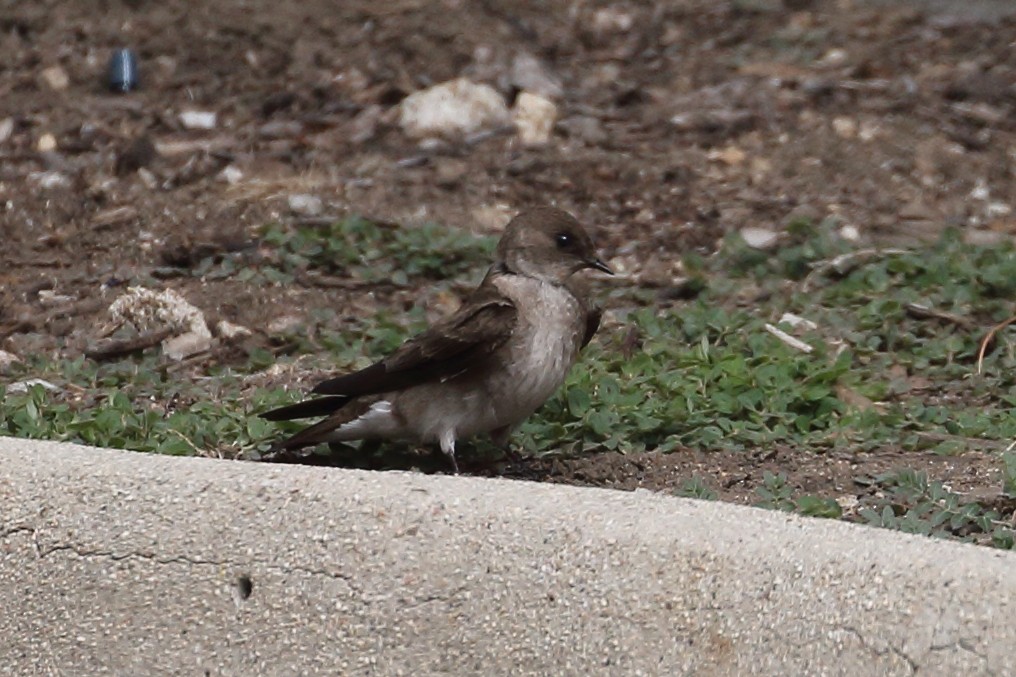 Northern Rough-winged Swallow - ML618737257