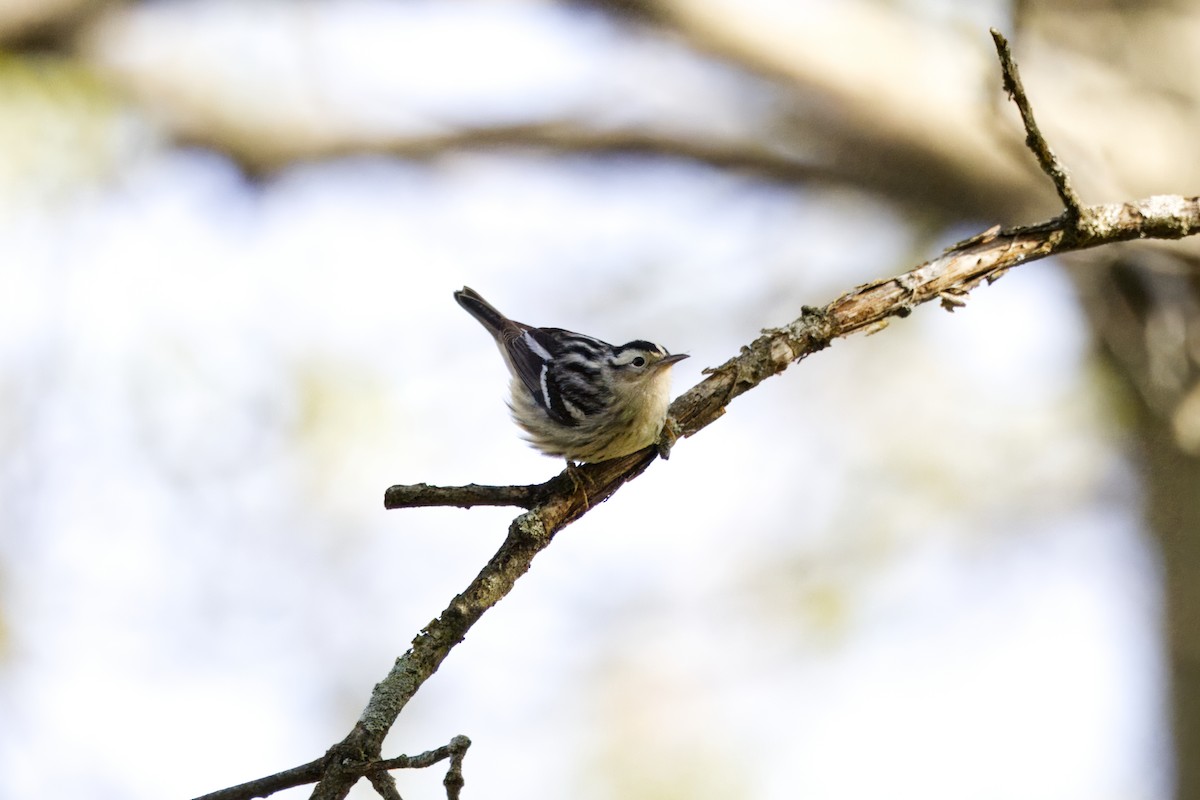 Black-and-white Warbler - ML618737311