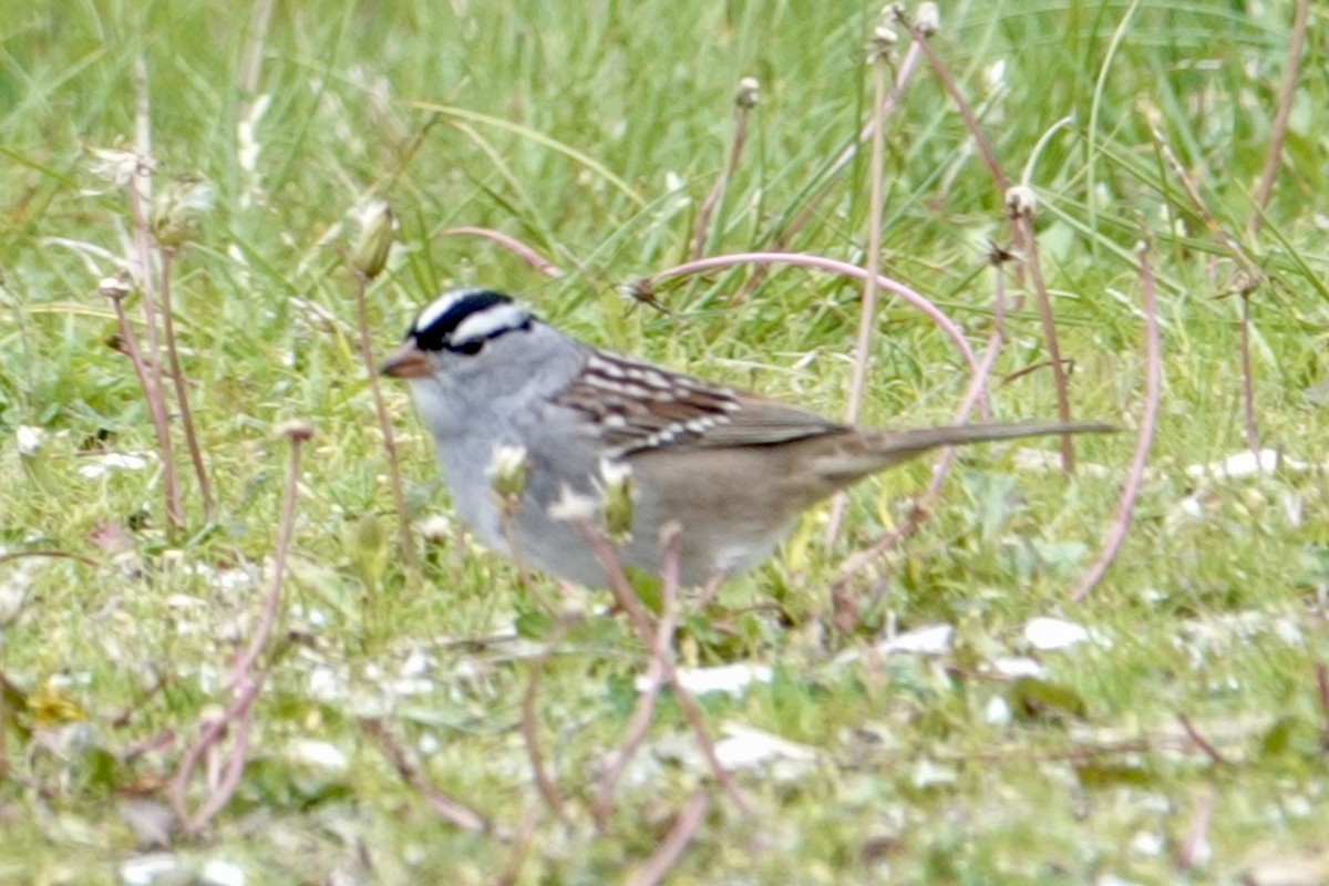 White-crowned Sparrow - ML618737325