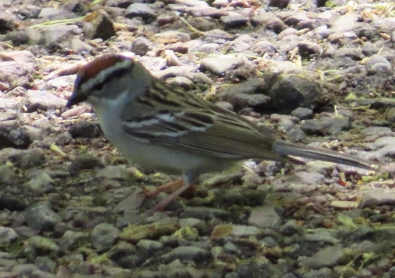 Chipping Sparrow - ML618737345