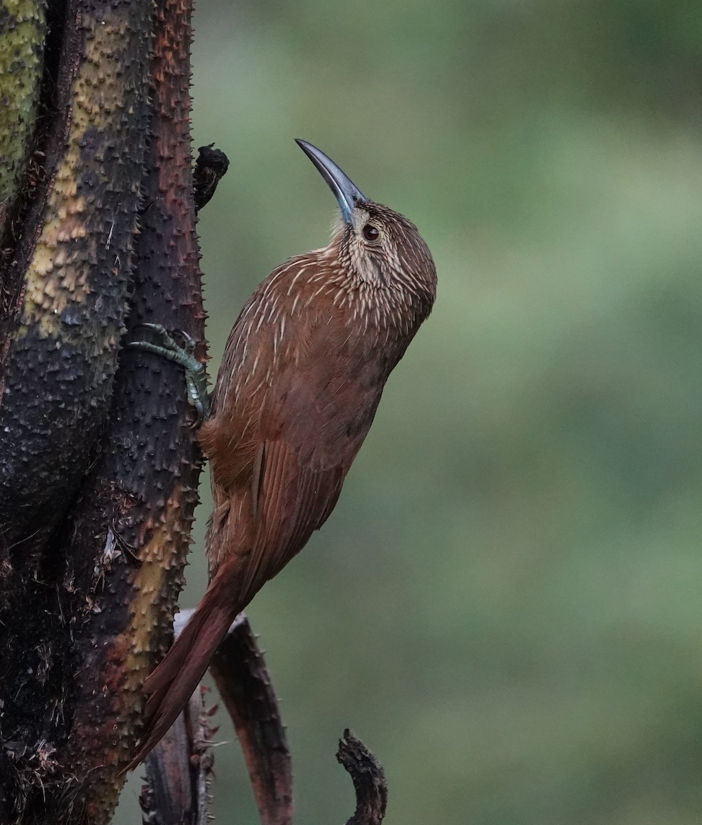 Strong-billed Woodcreeper - ML618737354