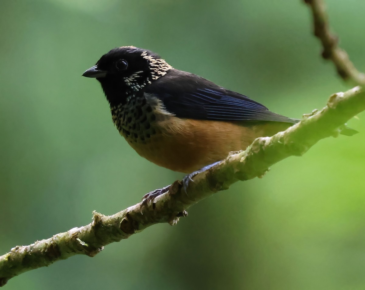 Spangle-cheeked Tanager - ML618737356