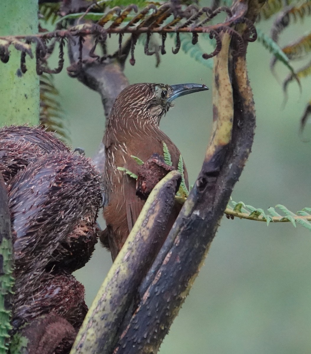 Strong-billed Woodcreeper - ML618737358