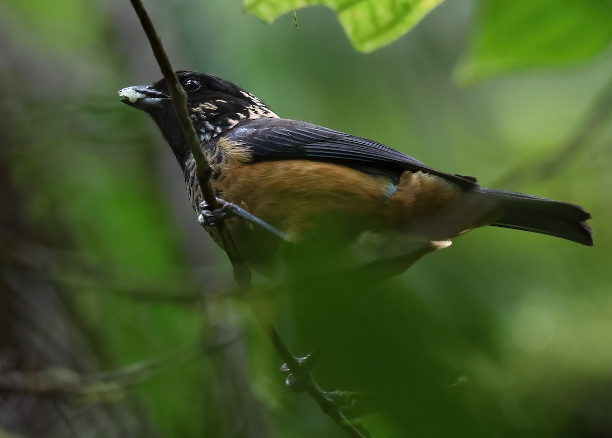 Spangle-cheeked Tanager - ML618737359
