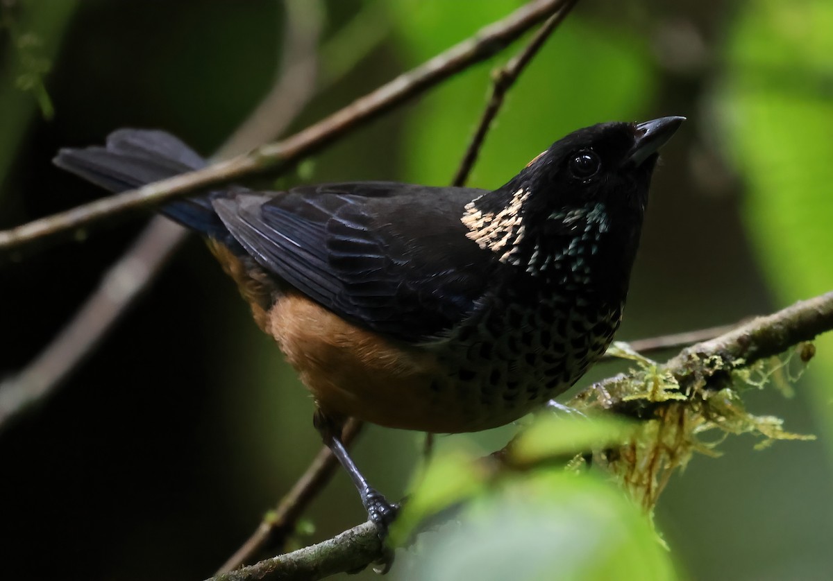 Spangle-cheeked Tanager - ML618737360